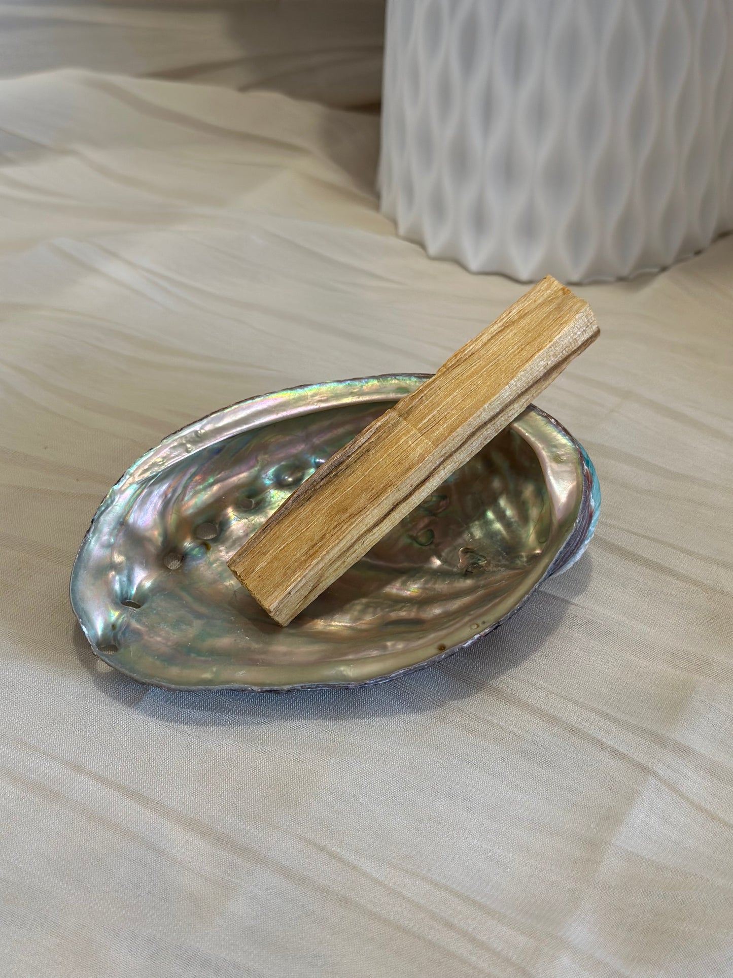 Coquille d’Ormeau Naturelle | 12–13 cm