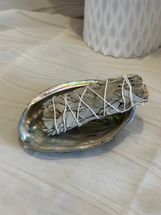 Coquille d’Ormeau Naturelle | 12–13 cm