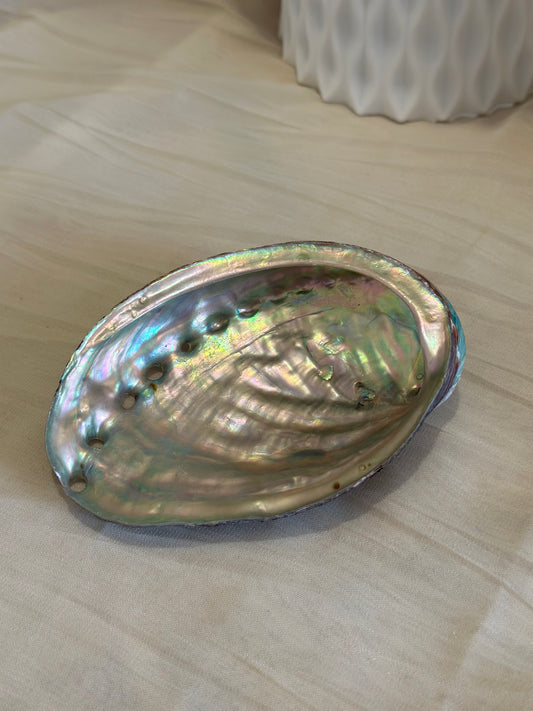 Coquille d’Ormeau Naturelle | 12–13 cm