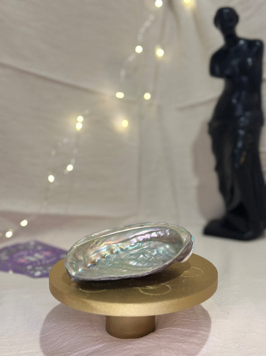 Coquille d’Ormeau Naturelle - DENILYA